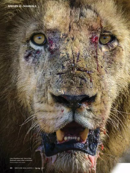 Kruger Magazine Captura de tela 2