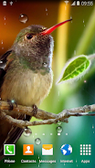 Hummingbirds Live Wallpaper Captura de tela 1