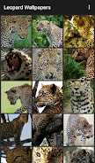 Leopard Wallpapers应用截图第2张