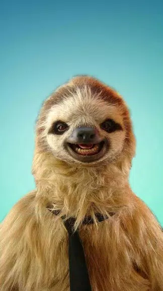 Sloth Wallpapers Captura de tela 1