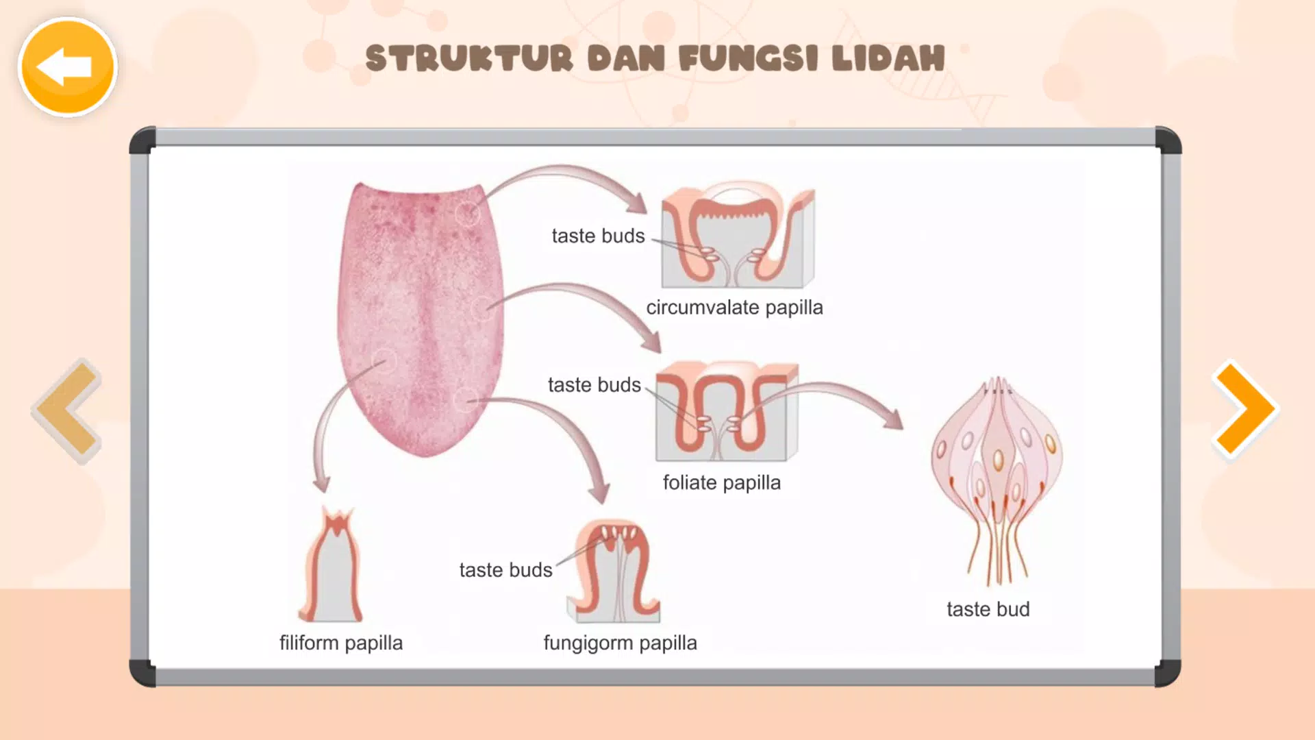 Sistem Indra Manusia Captura de pantalla 4