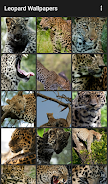 Leopard Wallpapers应用截图第1张